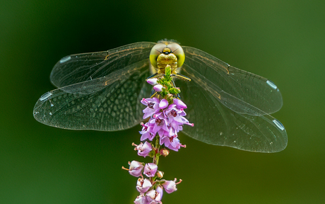 Glazenmaker laat de schoonheid van zijn vleugels zien,
