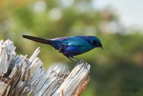 Burchell's Starling