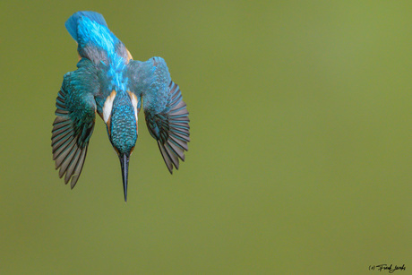 Kingfisher