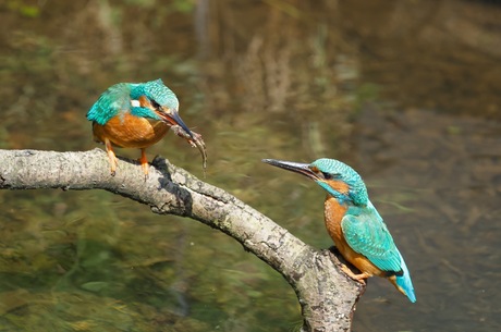 Kingfisher