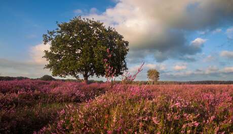 Heide in bloei