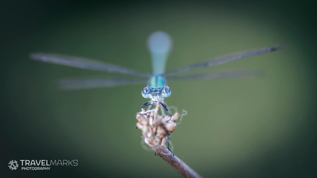 Macrofotografie Libelle