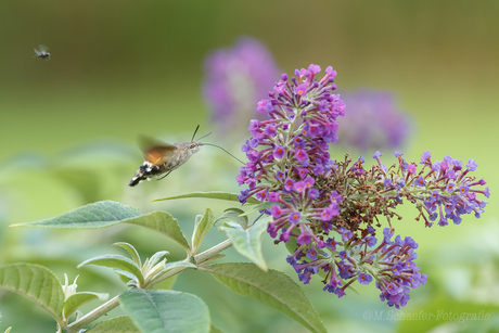 Kolibrivlinder en een huisvlieg