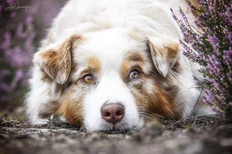 Sweet Dog