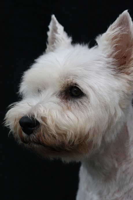 Westie