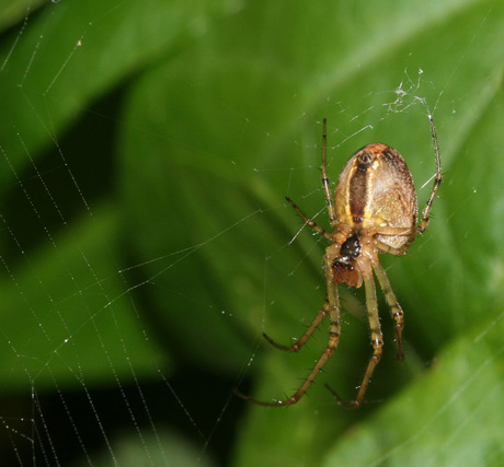 Spin bezig met web