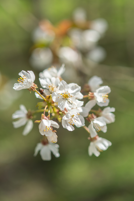 de laatste Japanse kersen bloesem 
