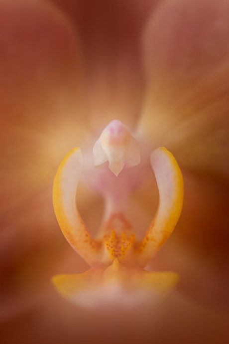 Phalaenopsis Jewel