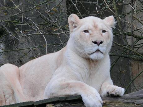 Witte leeuwin in Ouwehands Dierenpark