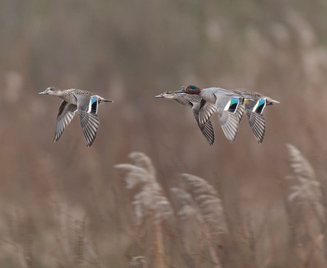 Wintertaling 