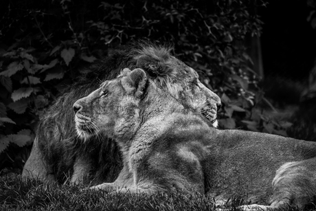 Blijdorp leeuw en leeuwin