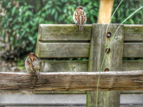 2 mussen op een bank