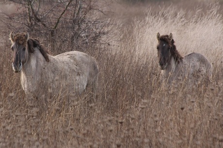 Konikpaarden bij Loo in Gelderland