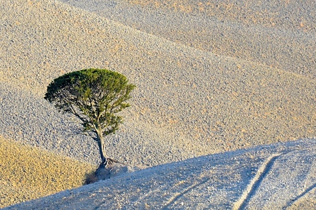 lonesome tree