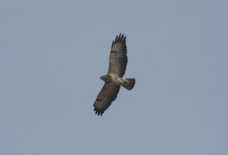 Buizerd