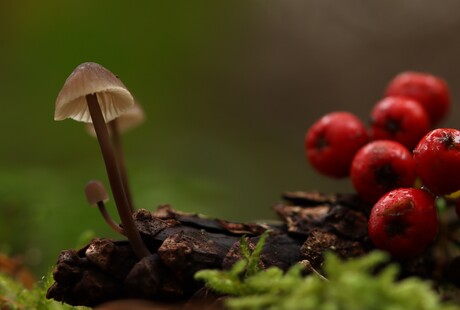 kleur in het bos 