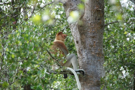 Proboscis Monkey