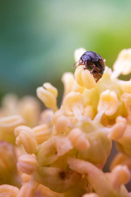 Insect op een bloemetje 