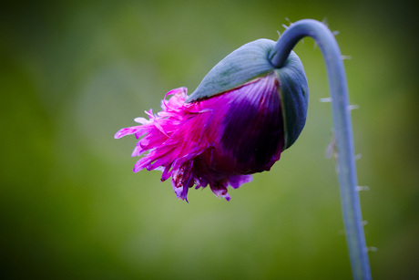 Roze Papaver