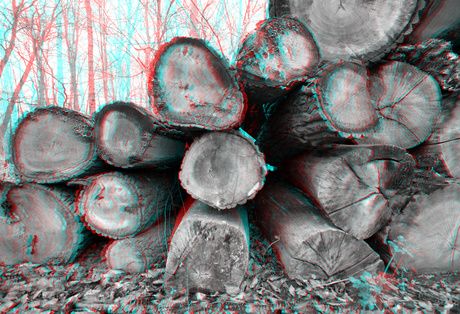 Kaphout Timber Kralingsebos Rotterdam 3D