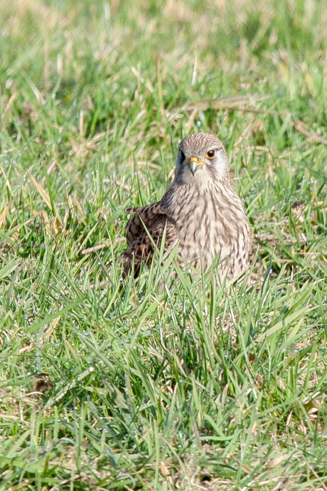 Torenvalk in het gras