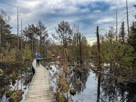 Verdronken bos Stippelberg, De Rips