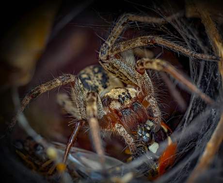 Gewone doolhofspin met een lhb als prooi