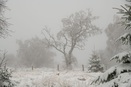 Winterslandschap