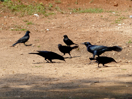 The Greater Antillean Grackle
