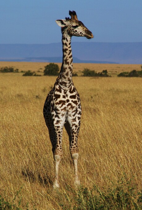 jonge masai giraf