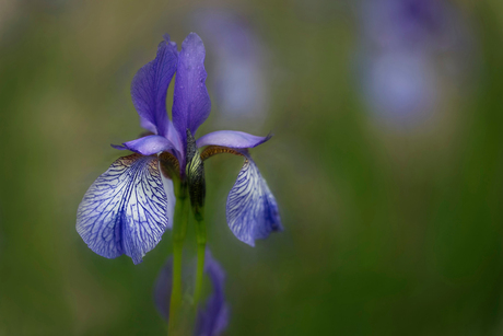 Delfts blauw