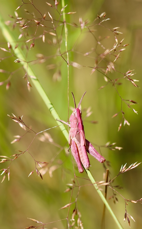 Roze sprinkhaan