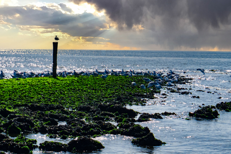 Terschelling