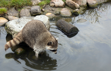 Wassen