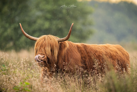 Schotse hooglander in de regen