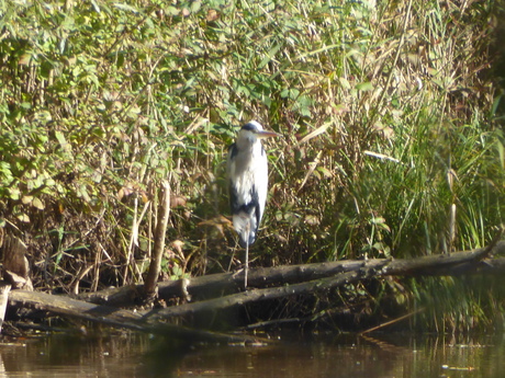 Een reiger 1