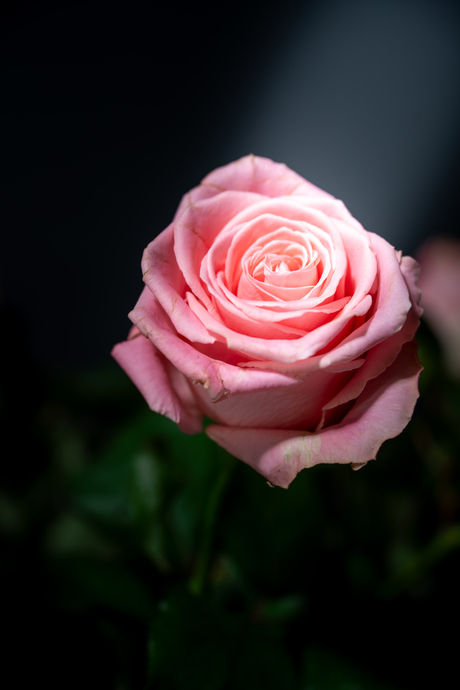 Roze roos met betekenis... 