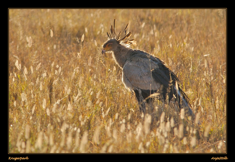 Sekretarisvogel