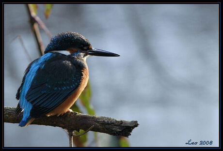 IJsvogel(man)