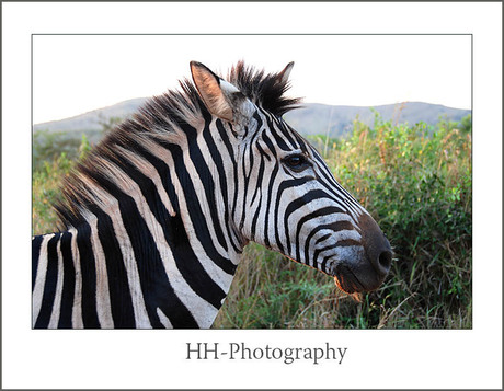 Zebra in ZuidAfrika