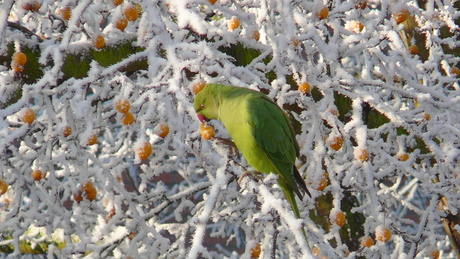 winter in holland 2007/2