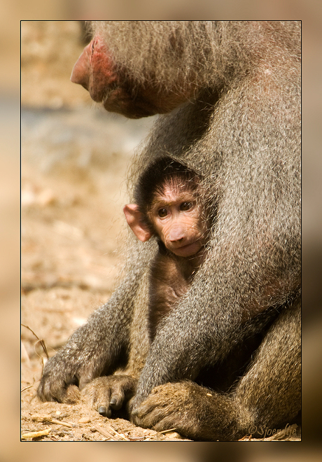 Zoomdag Emmen 2011