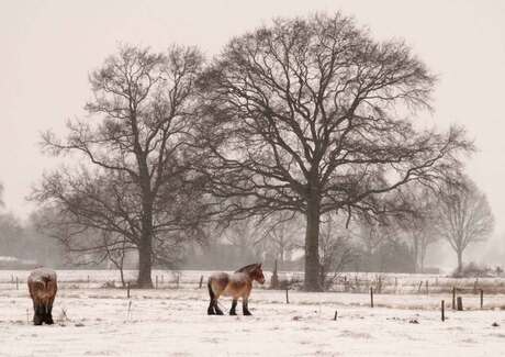 In de sneeuw