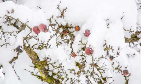 Frozen Apples