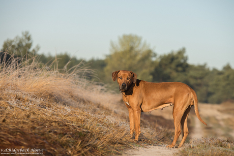 Rhodesian Ridgeback op de heide