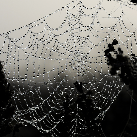 Spinnenweb in de mist