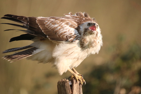 Blonde Buizerd