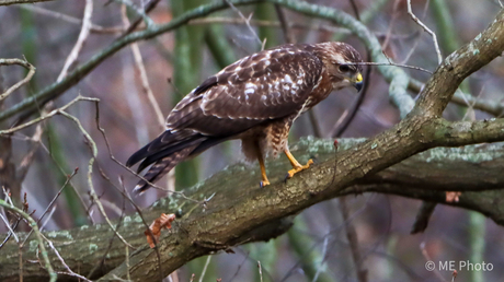 Buizerd