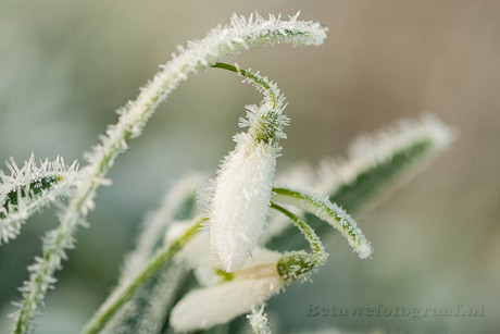 Frozen snowdrops.......