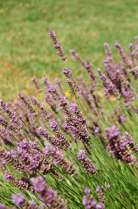 Lavendel